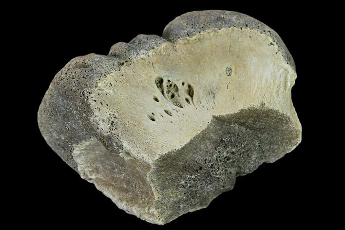 Ceratopsian Dinosaur Phalange - Alberta (Disposition #-) #134447